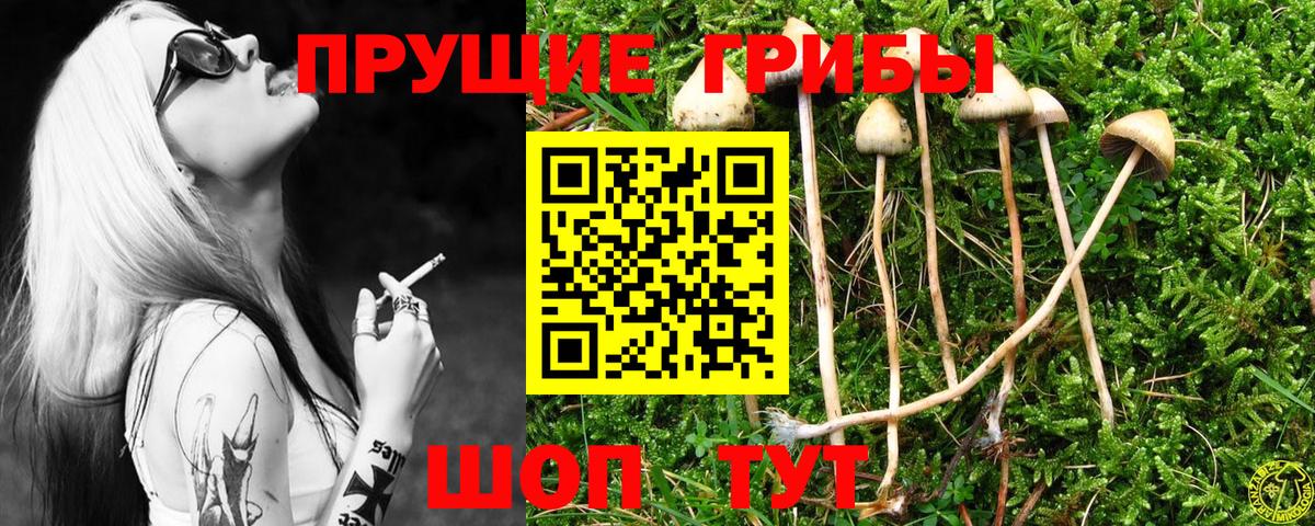 Кузнецк  закладка  Вход с VPN  Псилоцибиновые грибы мухоморы 
